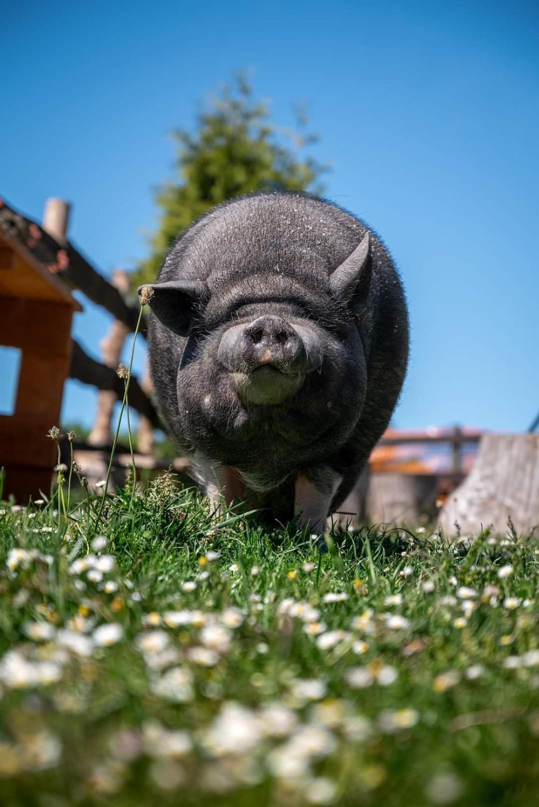 Balkanowka Krasniczyn Экстерьер фото